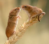 Harvest_mouse_3_large