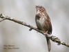 Song-sparrow-apr_large