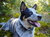 Blue_Dog