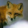 Redfoxava_large