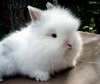 Lionhead-rabbit-0037_1__large