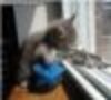 Cat_gun_large