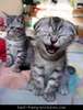 Best-funny-pictures_l-o-l_large