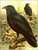 Raven00
