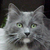 Beads_and_Cats