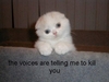 Voices_large