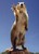 AZPrairiedog