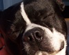 Gus_picture_cropped_large