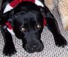 Ason_xmas_large