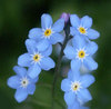 Forget-me-not-08_large