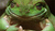 Frogman_tg
