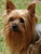 granny2dogs