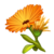 vikipa