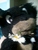 Corosive Frog