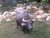 whitecarabao