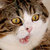 Lewreader