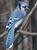 Bluejayz