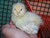 howtheduck