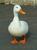 MamaDuck