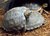 Tortugaman
