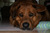 zekedog55