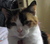 MIKATT1