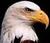 imbaldeagle