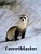 FerretMaster
