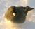 junco49
