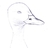 Anatidae