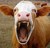 MadCow