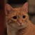 moe_the_cat
