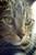 smudgecat53