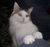 Cooncat