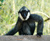 Gibbon Man