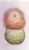 Chick Pea
