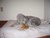 MrBedlington