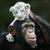 The Cat and Ape