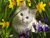 catsarge