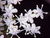 Elderflower