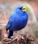 Blue_finch