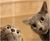 Two Cats