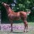 Q4horse