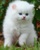 TashaFluffyKitty