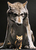 spooked wolf