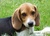 Newshound41