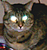 Fuddy Duddy