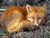 Crazy_Fox