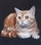catlady1