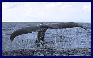 Blogph_600177654_cmp2213blg3466